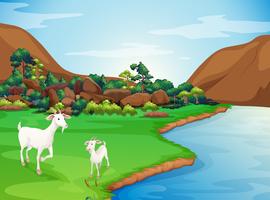 Two goats at the riverbank vector