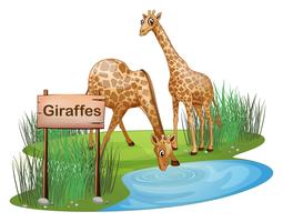 Two giraffes at the pond near a signboard vector