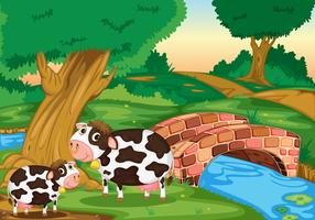 two cows vector