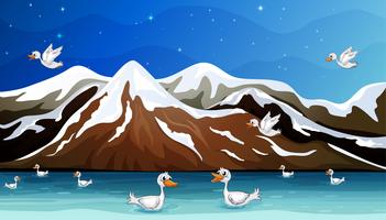 Ducks and water vector