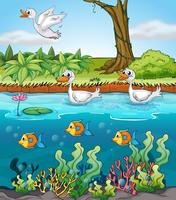 Swans and fishes vector