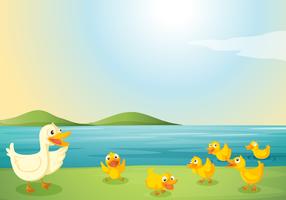 patos vector