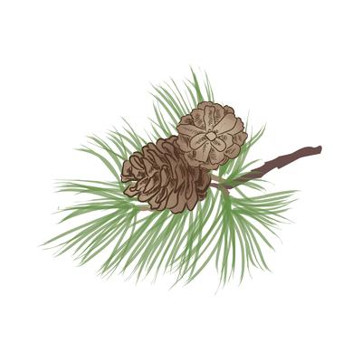 Pinecone. Pine tree branch isolated. Floral evergreen decor