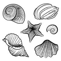 Varios caracoles, estrellas de mar. Concha de mar, vida marina, conjunto grabado. vector