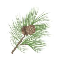 Pinecone. Pine tree branch isolated. Floral evergreen decor vector