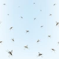 Mosquitoes on blue sky background. Incest pattern. vector