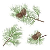 Pinecone. Pine tree branch isolated. Floral evergreen decor vector