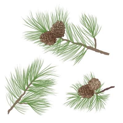 Pinecone. Pine tree branch isolated. Floral evergreen decor