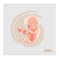 Signo de feto. Icono fetal. Embrión de diez semanas. Etapa de embarazo vector