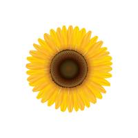 Sunflower. Summer flower isolated. Vecor illustration vector