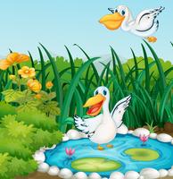 A pond with ducks vector