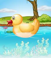 The yellow toy duck in the pond vector