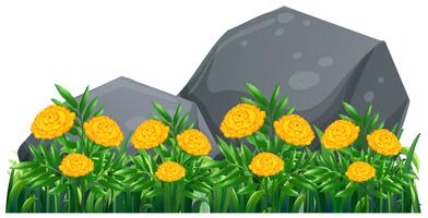 Marigold flowers in the garden vector