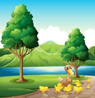 Una familia de patos en la orilla del río. vector