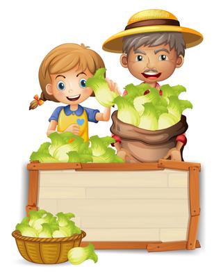 Farmer with lettuce on wooden board