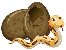 Brown snake hatching egg vector