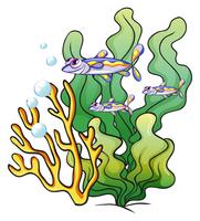 Three fishes under the sea near the seaweeds vector