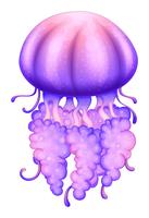 A lavender jellyfish