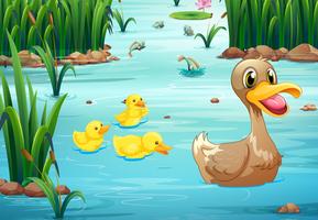 Ducks and pond vector