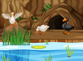 ducks in cave scene vector