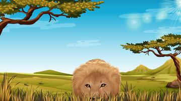 A lion in Savannah scene vector