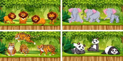 Conjunto de animales en la selva. vector