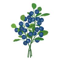 Blueberry branch isolated. Berry floral background. Summer food decor