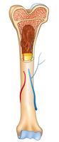 Detalles de la estructura ósea. Signo médico de anatomía humana vector