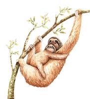 Watercolor sloth and baby hang on branch. vector