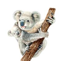 Watercolor koala and baby koala hang on branch. vector