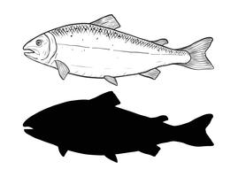 Salmon vector by hand drawing
