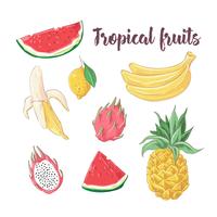 Set of cocktail ice cream and tropical fruits. Vector illustration