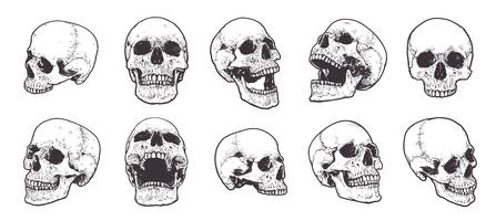 Anatomical Skulls Vector Set