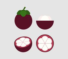 vector illustration of mangosteen set isolated on background