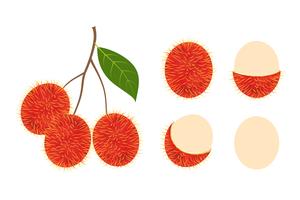 Conjunto aislado vector fresco de la fruta del rambutan en el fondo blanco - ilustración del vector