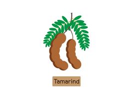 Ilustración vectorial de fruta tamarindo aislado sobre fondo blanco vector