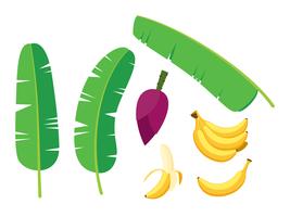 collection of fresh banana palm tree vector set