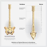 Nervios vertebrales, vértebras, segmentos y raíces, ilustración vectorial vector