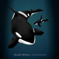 Killer Whale Under The Sea Vector Illustration