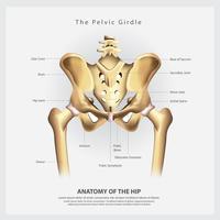 The Pelvic Girdle of Human Hip Bone Anatomy Vector Illustration