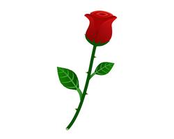 Vector la ilustración de la rosa hermosa del rojo aislada en el fondo blanco