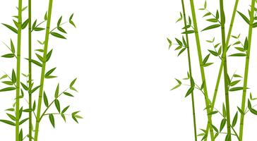 Vector illustration of green bamboo template background 