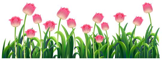 Tulipanes rosados en el jardin vector