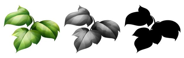 Set of isolated plant vector