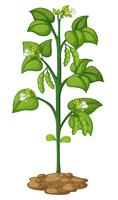 Green pea on the plant vector