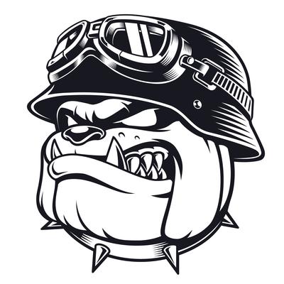 Bulldog biker with helmet