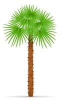 palm tree vector illustration