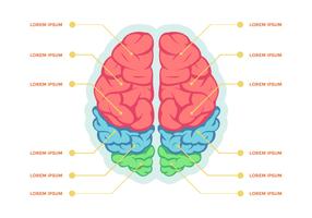 Human Brain Hemispheres Infographic Vector Template
