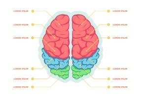 Plantilla de Vector de infografía de hemisferios de cerebro humano