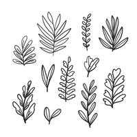 Doodle Leaves Collection Set vector